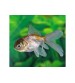 Japon Balığı GREEN 1 ADET 4-5 CM NADİR TÜR