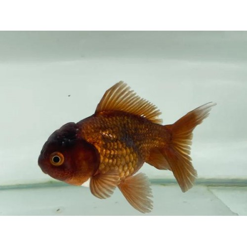 Japon Balığı GREEN 1 ADET 6-9 CM NADİR TÜR