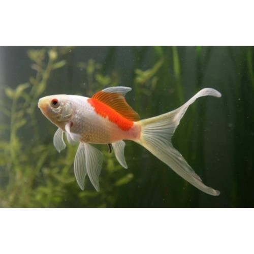 Japon Balığı İkizkuyruk Tül 1 Ad 6-9 Cm