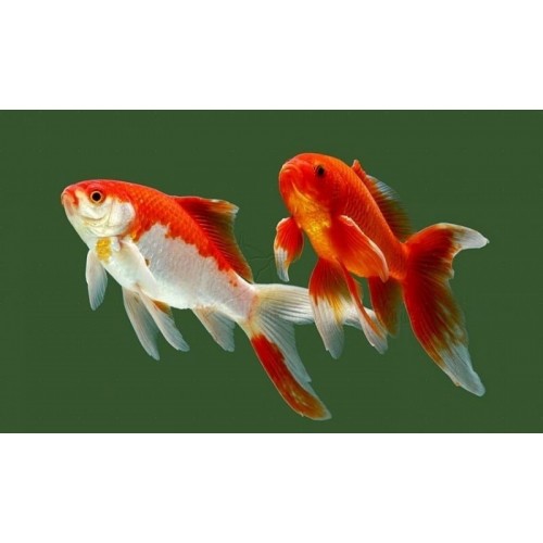 Japon Balığı Kırmızı Beyaz 1 Ad 6-9 Cm