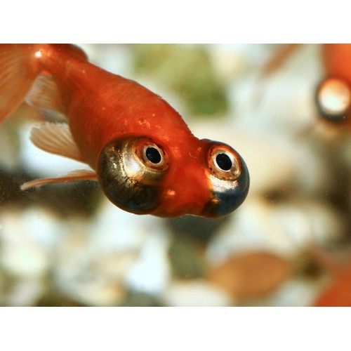 Japon Balığı Tepegöz 1 Adet 5-8 Cm