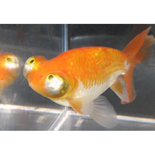 Japon Balığı Tepegöz 1 Adet 5-8 Cm