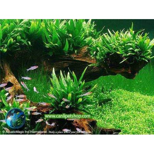 Microsorum Pteropus (Java Fern) 1 Yaprak