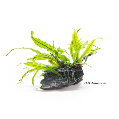 Kütüğe Tutturulmuş Java Fern 5 Yaprak