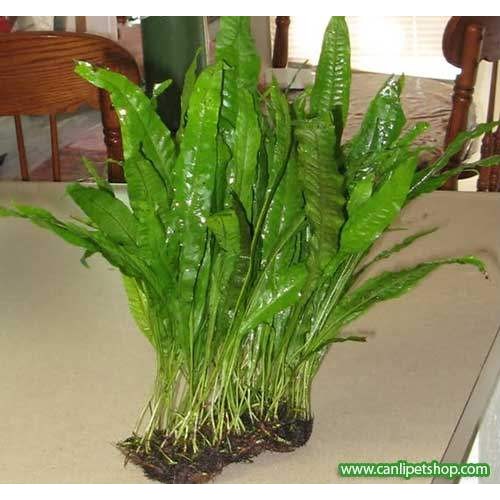Microsorum Pteropus 10-15 cm (Java Fern) 1 Adet Yaprak