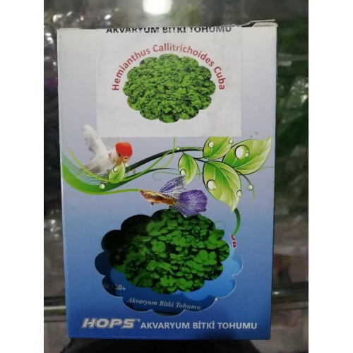 HOPS CANLI BİTKİ TOHUMU HEMİANTHUS CALLİTRİCHOİDES KUBA 