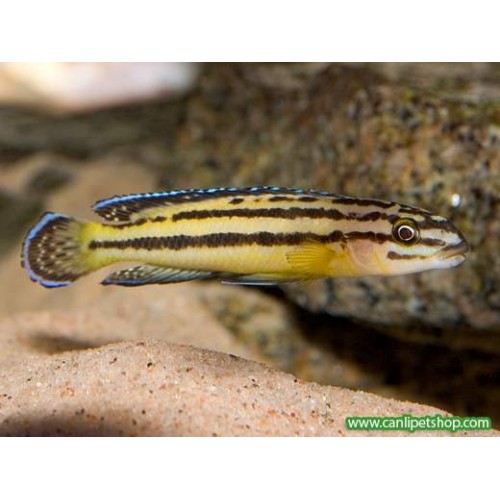 Julidochromis Regani Kipili 1 Adet 8-10 Cm