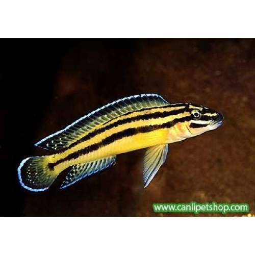 Julidochromis Regani Kipili 1 Adet 8-10 Cm