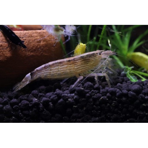 Zebra Kaya Karides 1 Ad 3-5 Cm