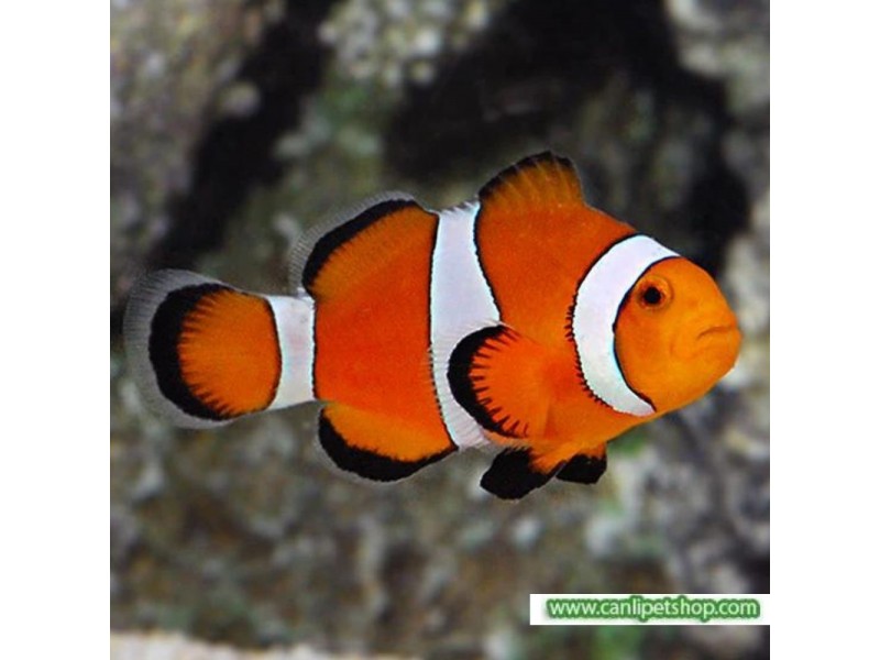 **Sipariş** True Percula Clownfish ( Palyaço Balığı ) 3 cm 5 ADET