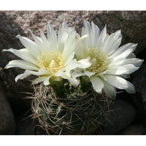 Kaktüs Gymnocalycium 1 Saksı