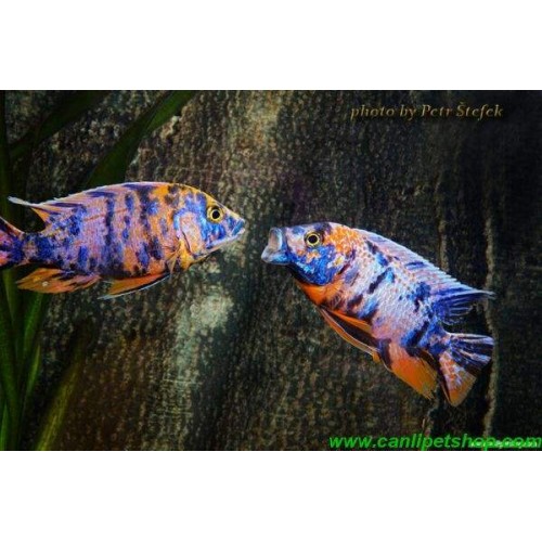 imparator kaliko Ciklet 10 Ad 4-5 Cm kampanya