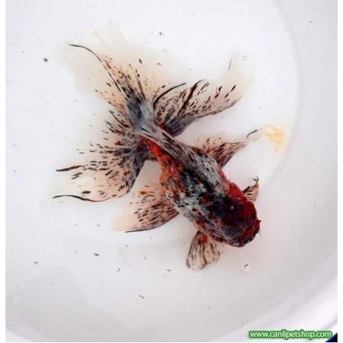 Japon Balığı kaliko Kelebek Kuyruk 5-6 Cm