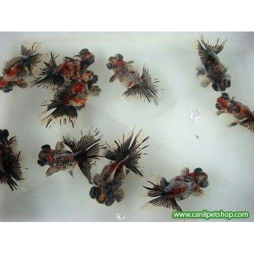Japon Balığı Kaliko Kelebek Kuyruk Anaç 12-14 Cm