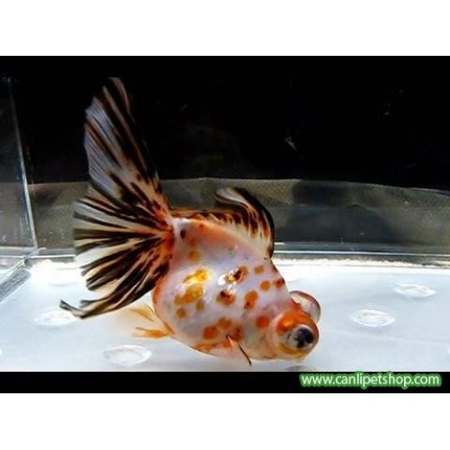 Japon Balığı kaliko Kelebek Kuyruk 5-6 Cm