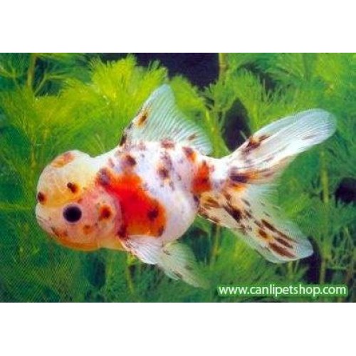 Japon Balığı Kaliko Oranda 1 Ad 13-15 cm