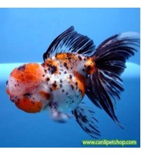 Japon Balığı Kaliko Oranda 1 Ad 5-6 cm