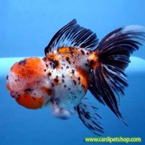 Japon Balığı Kaliko Oranda 1 Ad 13-15 cm