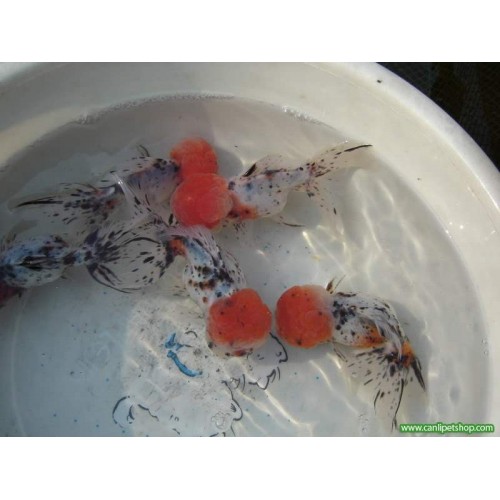 Japon Balığı Kaliko Oranda 1 Ad 7-9 cm