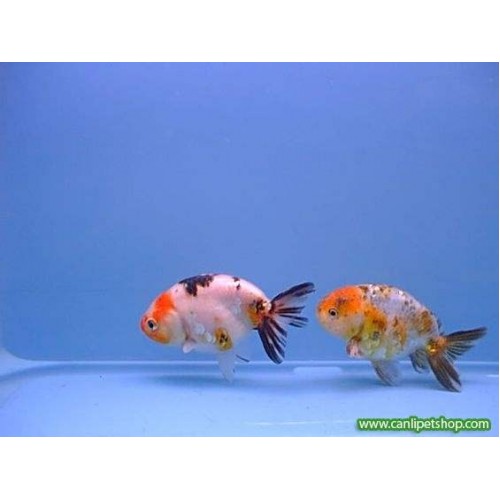 Japon baligi  Ranchu 1 Ad 4-5 Cm Kampanya