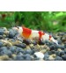 V- Pure Red Line Shrimp (Tam Kırmızı Çizgili Karides) 5 Ad Kolonidir Dişi erkek karışık
