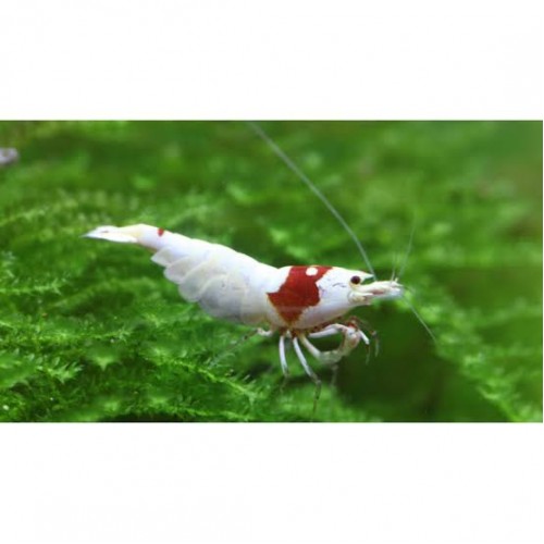 Prl Pure Red Line Karides 3 ADET 