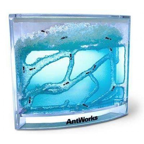 Antwork Karınca Akvaryumu