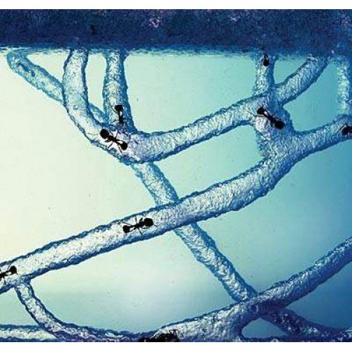Antwork Karınca Akvaryumu