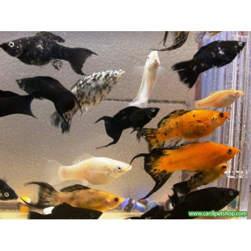 Molly  Karışık Aykuyruk 1 Ad 3-4 Cm