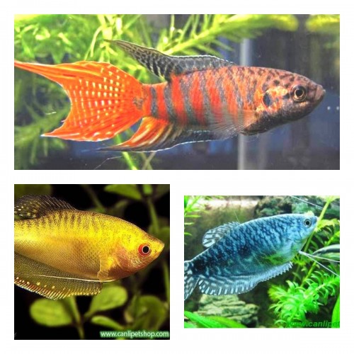 Gurami 3 Farklı Renk 3 Adet  5-6 Cm