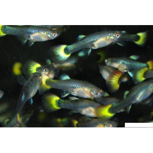 Lepistes Dişi Hamile 5 Ad 3-4 Cm