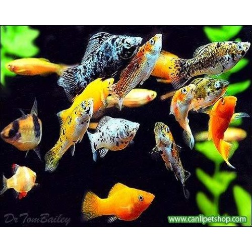 Molly  Karışık 30 Adet 2-3 Cm