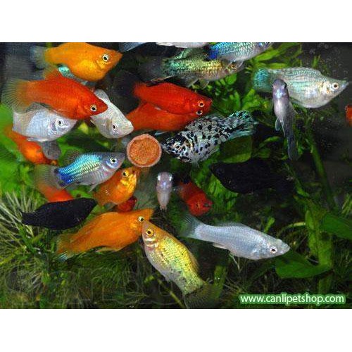 Molly  Karışık 30 Adet 2-3 Cm
