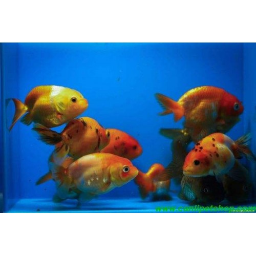 Japon baligi  Ranchu 1 Ad 4-5 Cm Kampanya