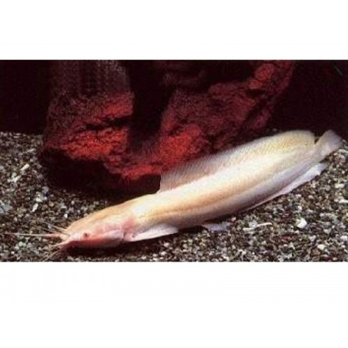 Kedi Balığı Beyaz (Clarias batrachus) 1 Ad 4-5 Cm