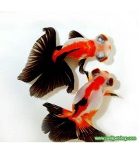 Japon  Balığı Kelebek Kuyruk 1 Adet 5-6 Cm
