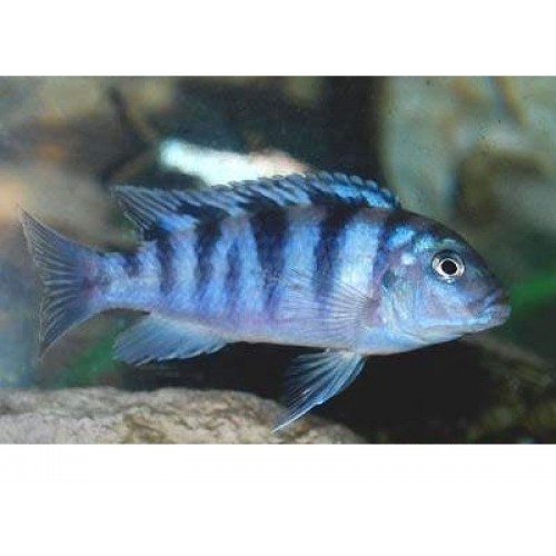 Kenyi Ciklet 10 Adet 3-4 Cm