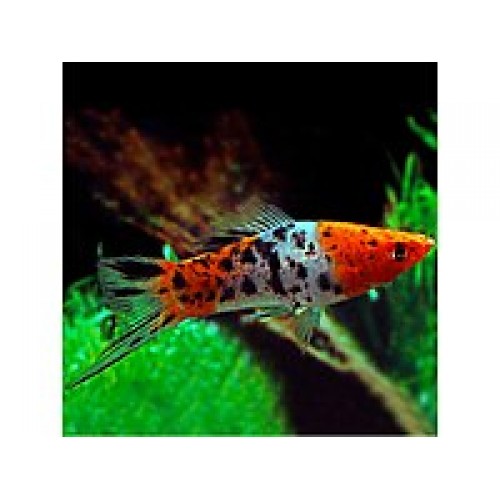 Kılıç Kuyruk Balığı Koi (kaliko) 1 Ad 3-5 Cm Özel Tür