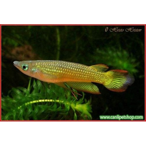 Killifish Sarı 1 Adet 5-7 Cm (Altın Pancax) Tüm Balıklarla Uyumlu