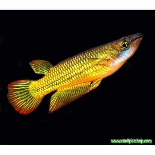 Killifish Sarı 1 Adet 5-7 Cm (Altın Pancax) Tüm Balıklarla Uyumlu