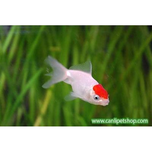 Japon Balığı Kınalıbaş Genç 1 Ad 4-6 Cm