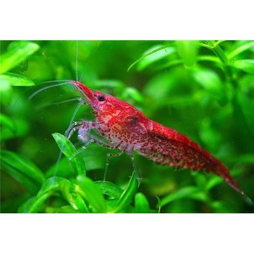 Kiraz Karides   4 Adet 0,5-1,2 Cm