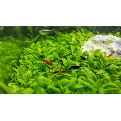 .Kiraz Karides 100 Adet 0,5-2 Cm