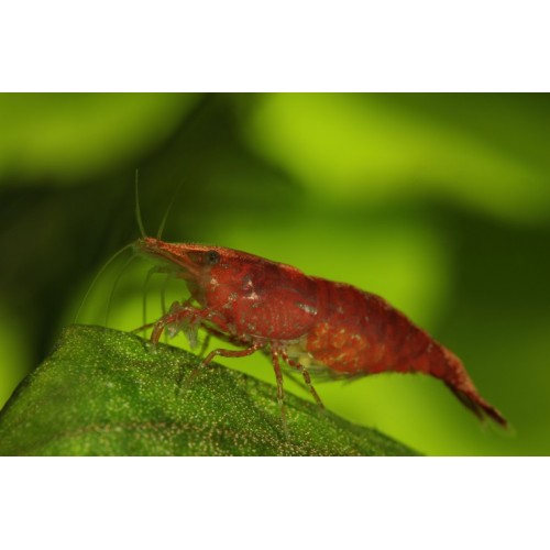 Kiraz Karides   4 Adet 0,5-1,2 Cm