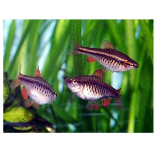 Kenyi Ciklet 3 Adet 9-11 cm (1 Erkek + 2 Dişi)