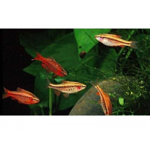 Tetra Kiraz 1 Ad 2-3 Cm