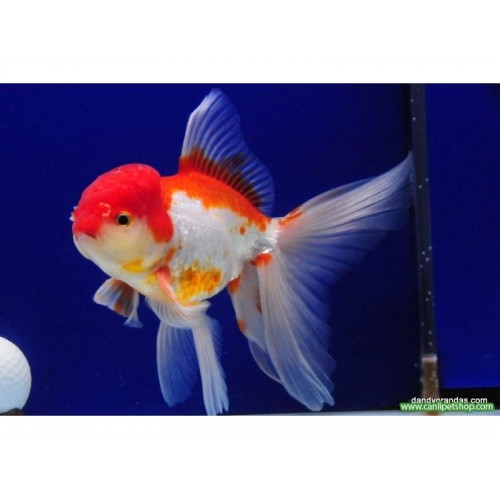 Japon Balığı Oranda 2 adet 10-12 cm A KALİTE +