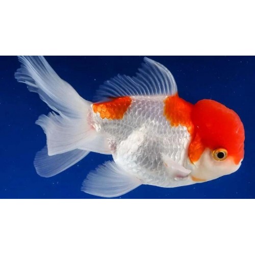 Japon Balığı Oranda 10 adet 7-8 cm -- Yerli Üretim Harika