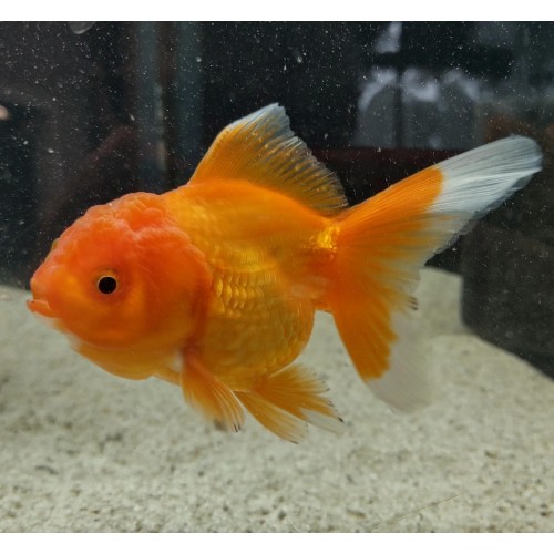 Japon Balığı Kırmızı-Beyaz Oranda 5-7 cm 1 Ad 