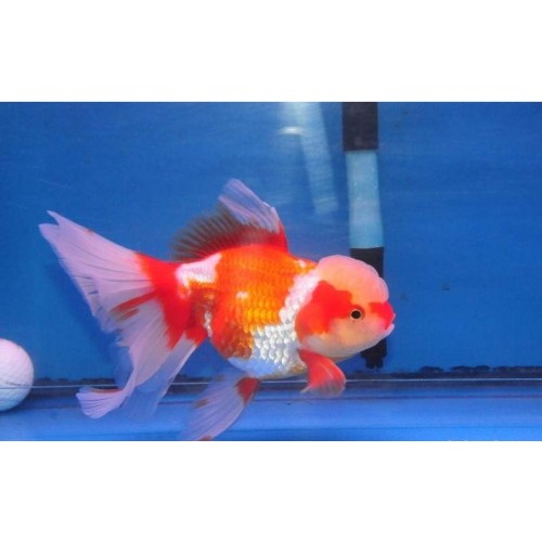 Japon Balığı Kırmızı-Beyaz Oranda 5-7 cm 1 Ad 